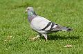 Bydue - Feral Pigeon (Columba livia domestica)
